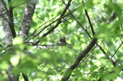 キビタキ♀