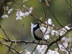 桜と野鳥