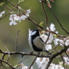 桜と野鳥