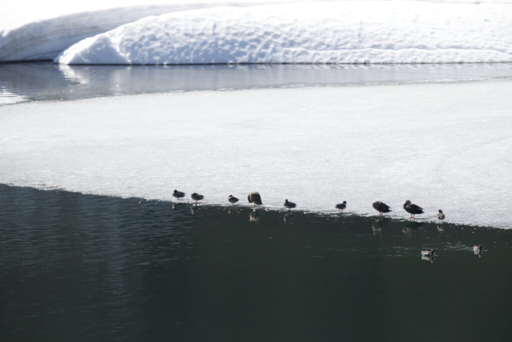 ヤマセミが居ない