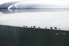 ヤマセミが居ない