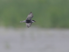 クロハラアジサシ