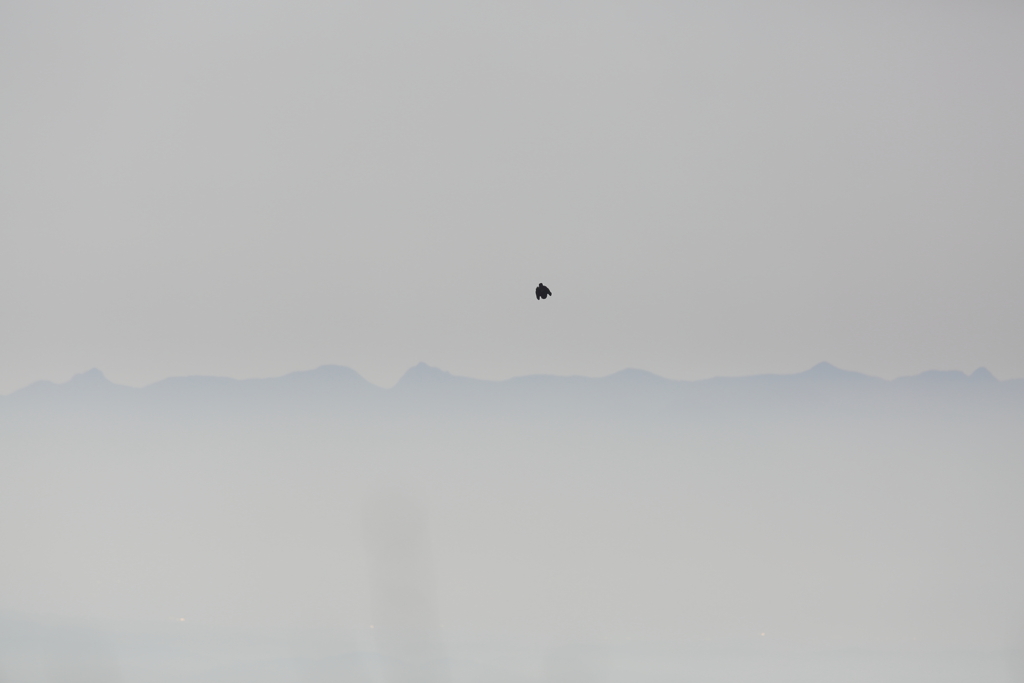 イヌワシ波状飛行　３９