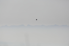 イヌワシ波状飛行　３９