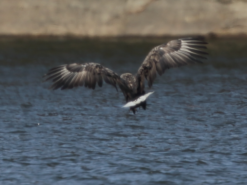 ⑤それを見ていたオジロワシ