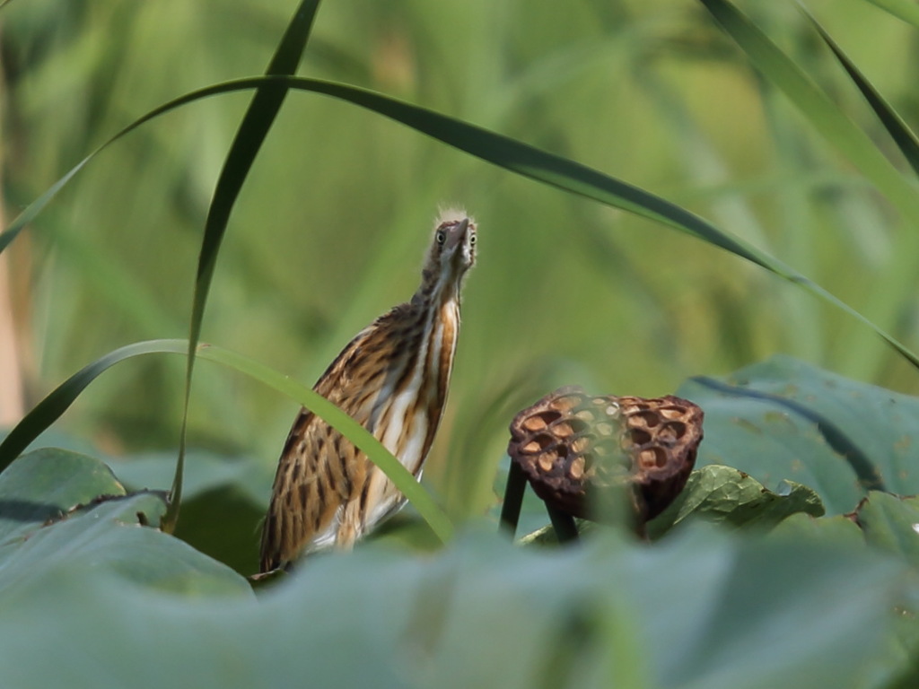 大沼の野鳥