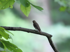 オオルリ♀