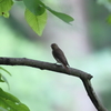 オオルリ♀