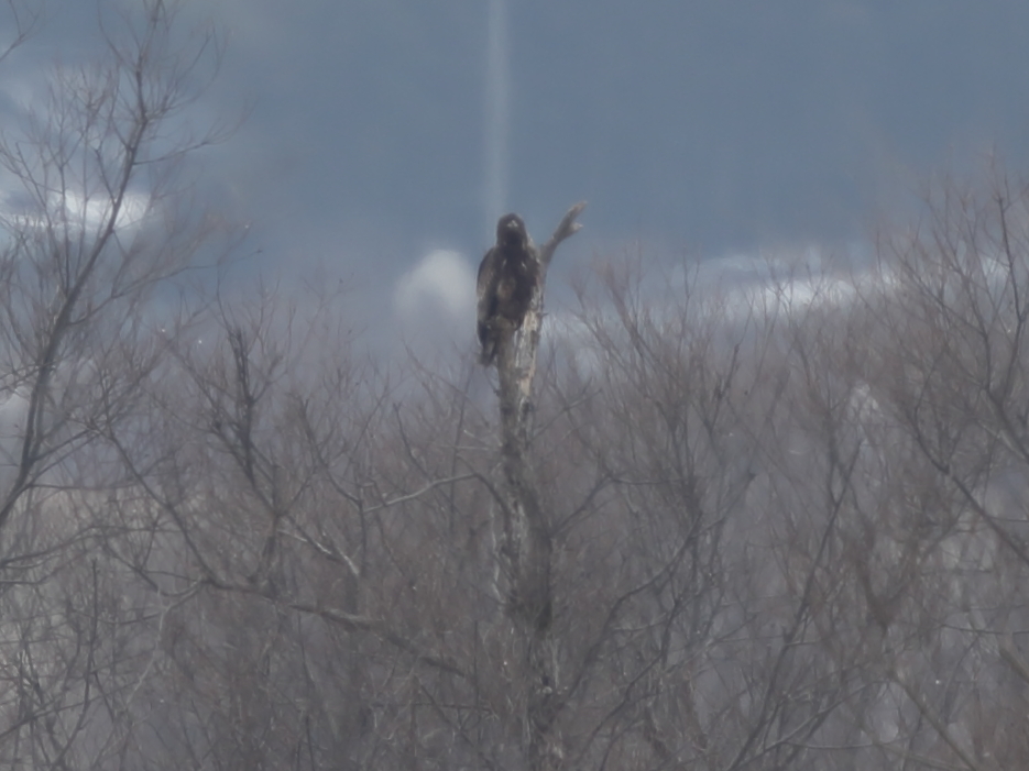 オジロワシ