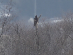 オジロワシ
