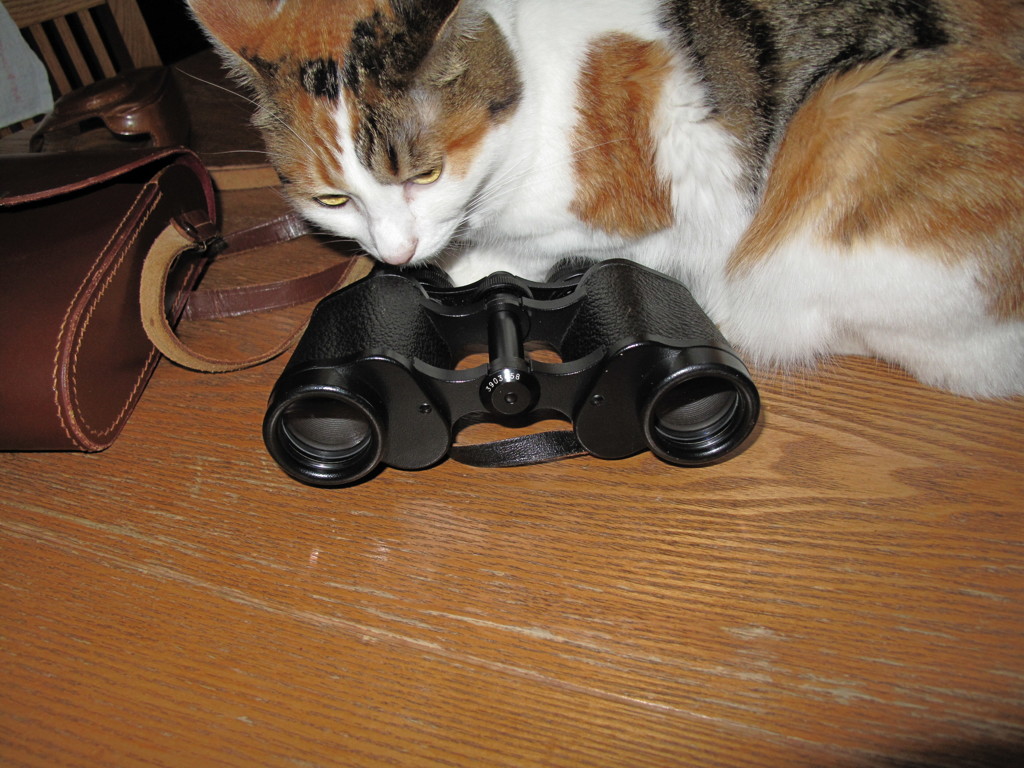 猫と双眼鏡