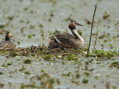 カンムリカイツブリ
