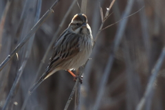 葦原の野鳥