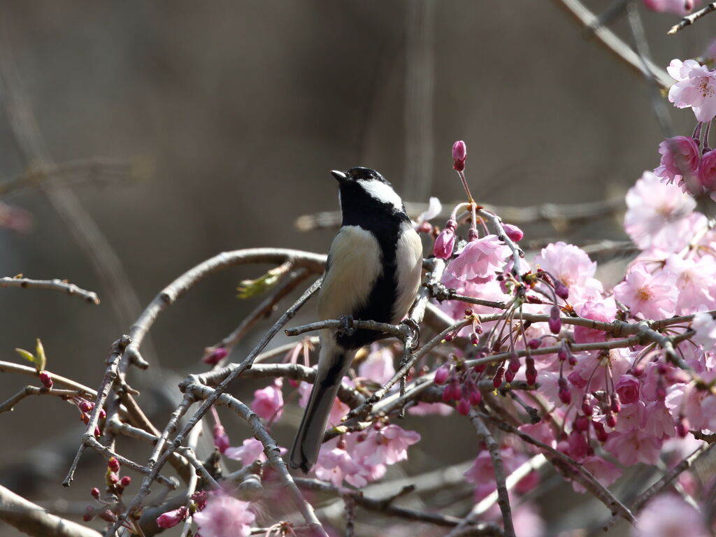 桜と野鳥