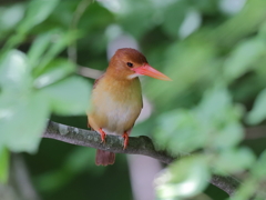 アカショウビン