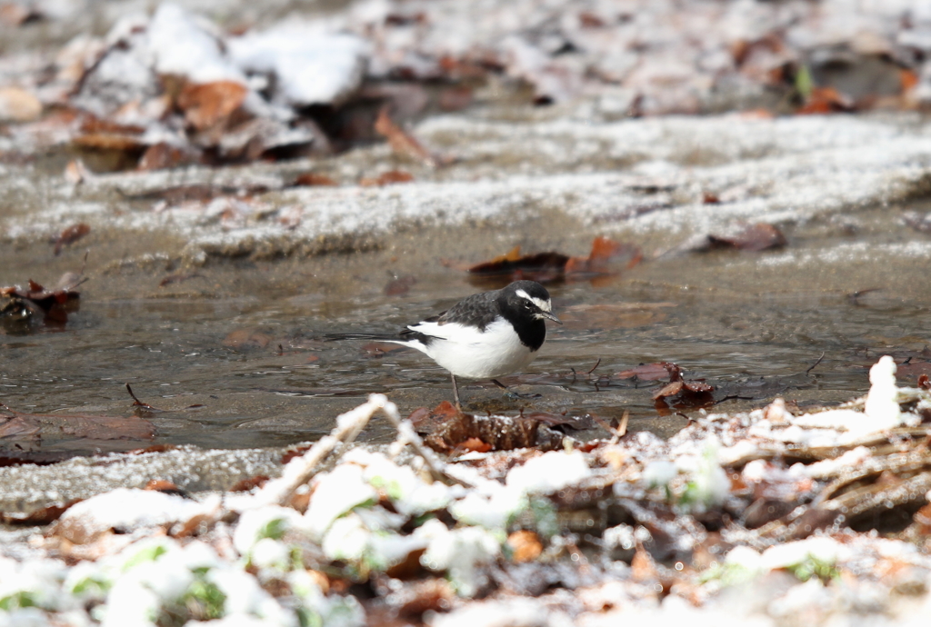 セグロセキレイ