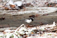 セグロセキレイ