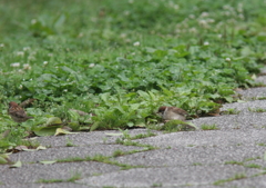 おかちゃ～ん　てば～の続き