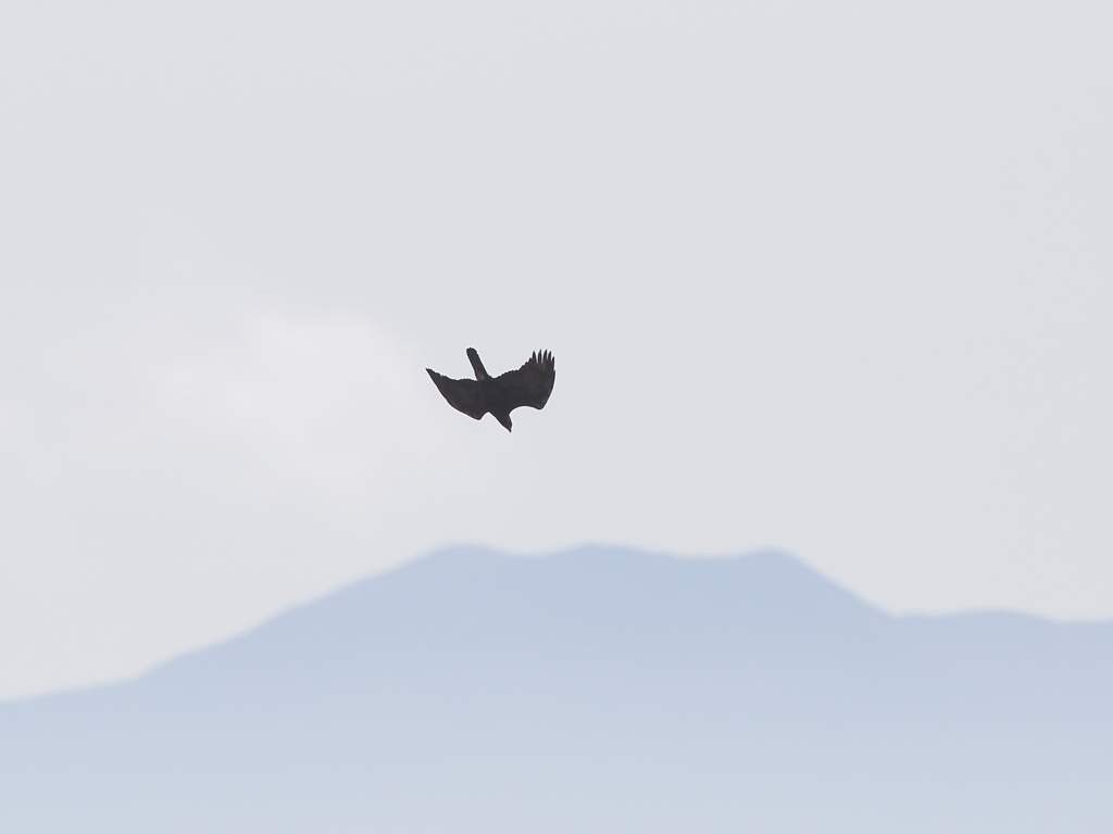 イヌワシ波状飛行　３７