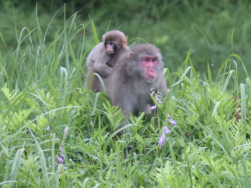 サルの親子