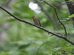 オオルリ♀