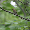 オオルリ♀