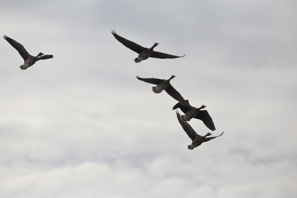 マガン　伊豆沼