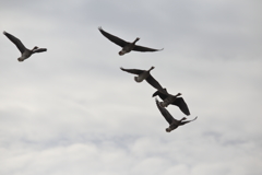 マガン　伊豆沼