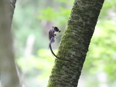 サンコウチョウ