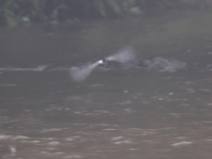 スーパースタ~ スーパースタ~