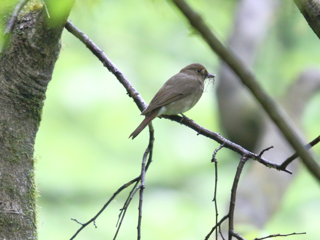 オオルリ♀