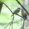 オオルリ♀