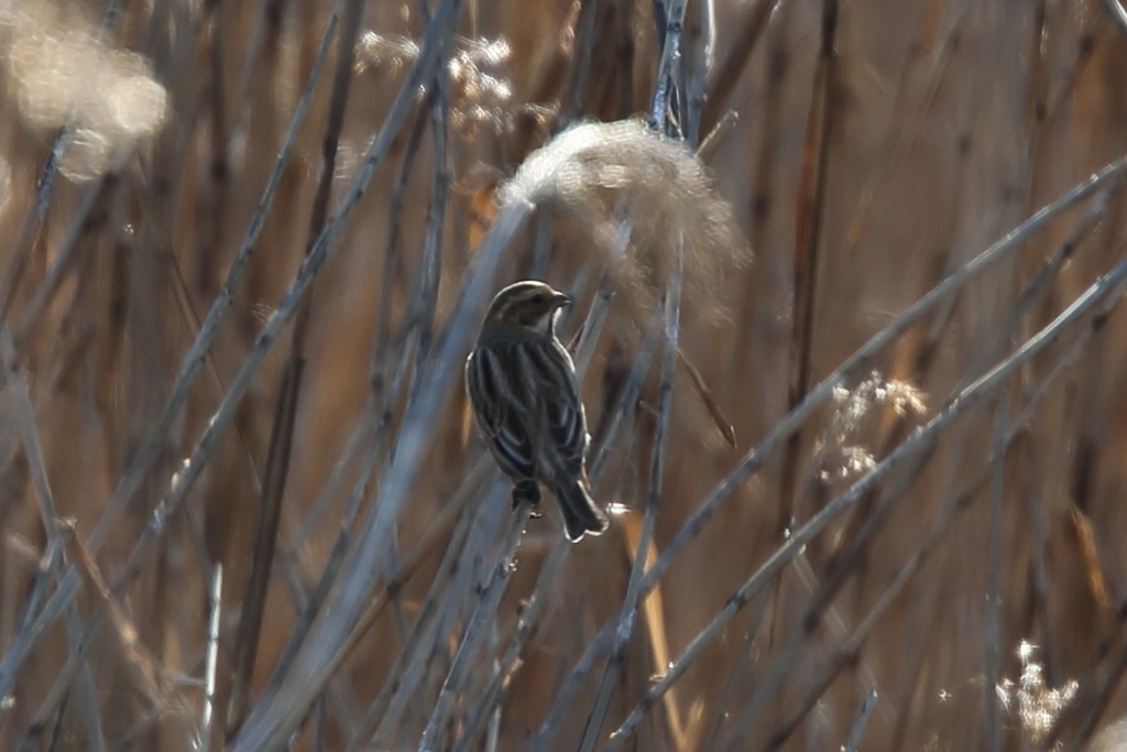 葦原の野鳥