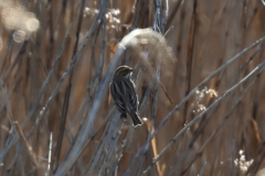 葦原の野鳥
