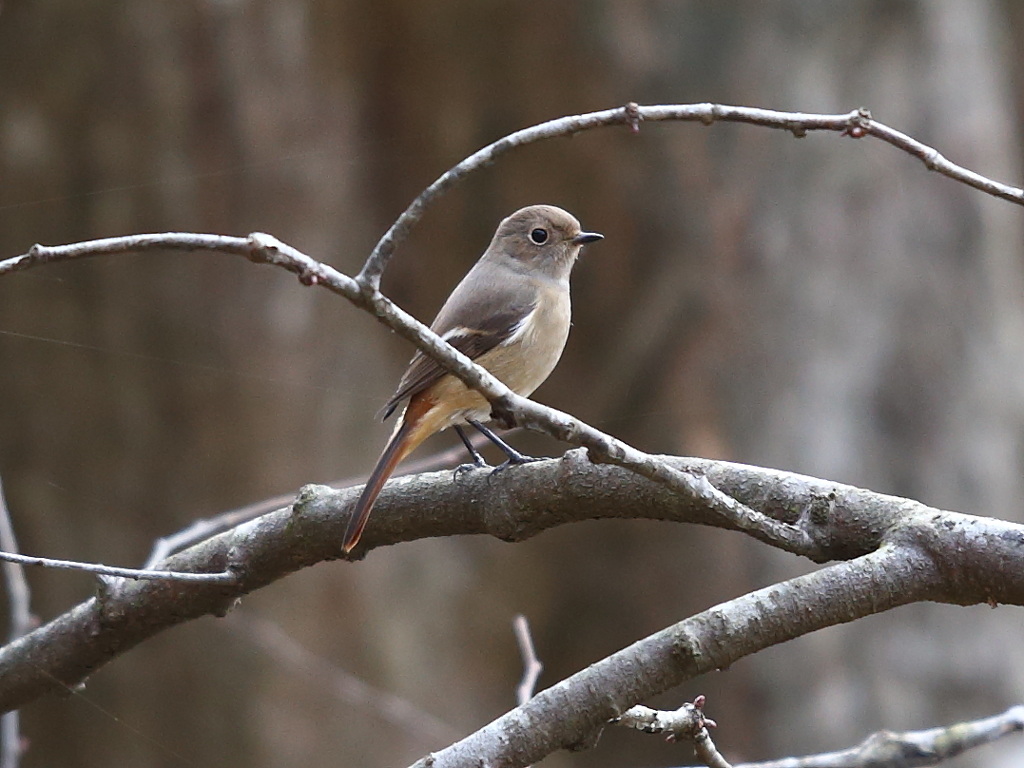 ジョウビタキ♀