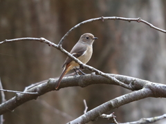 ジョウビタキ♀