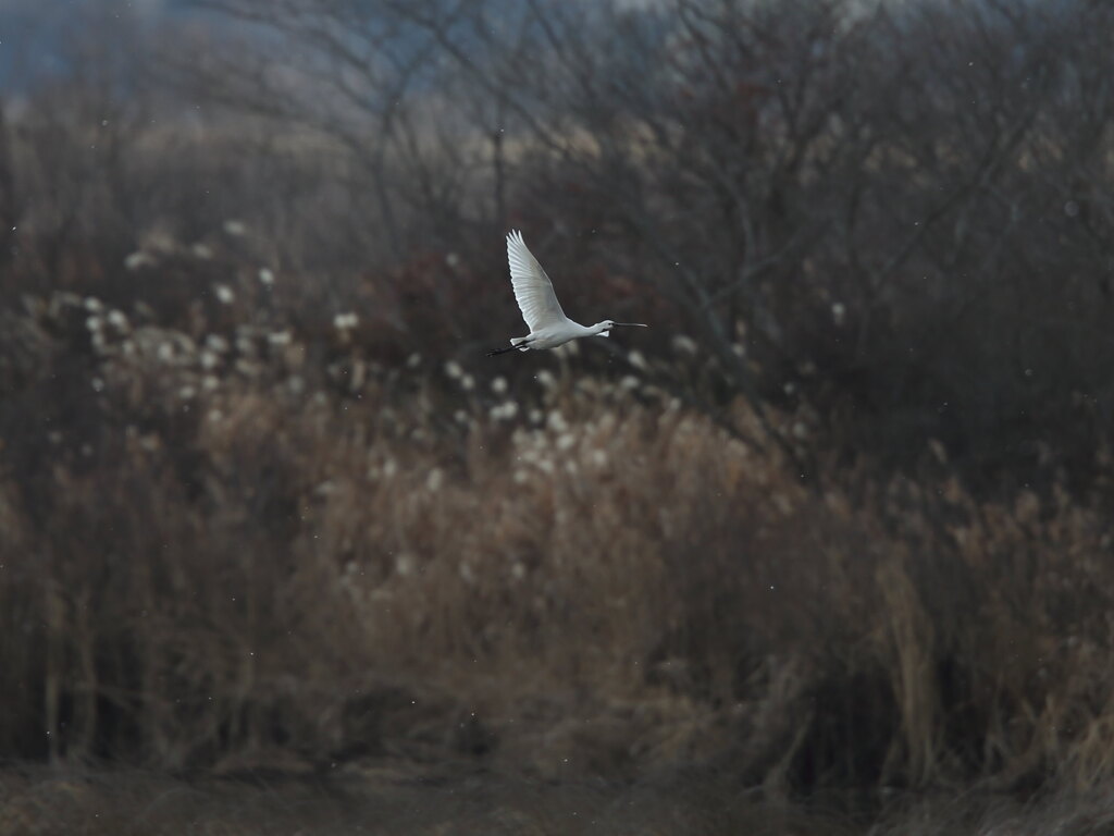 ヘラサギ
