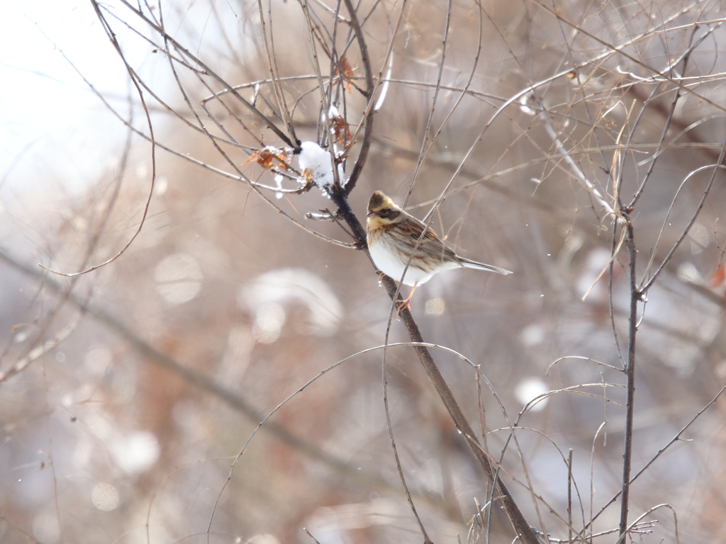 ミヤマホオジロ♀