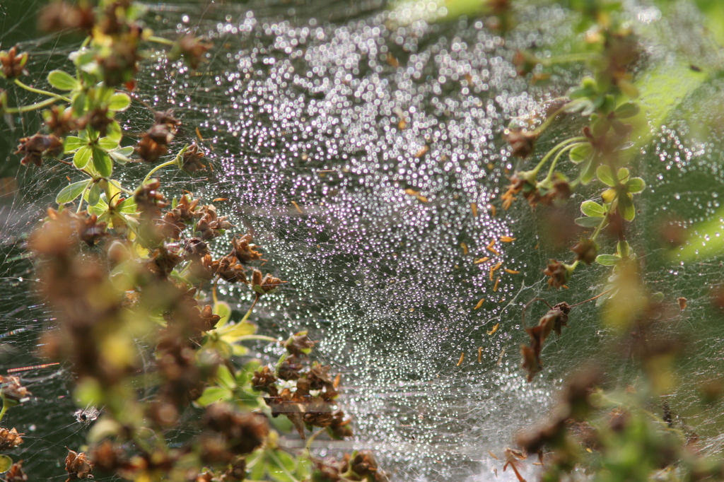クモの巣と朝露