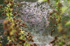 クモの巣と朝露