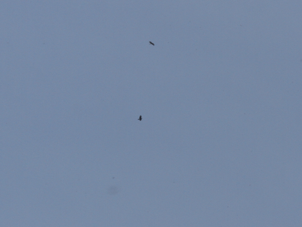 イヌワシ・鳥海山