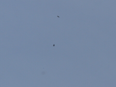 イヌワシ・鳥海山