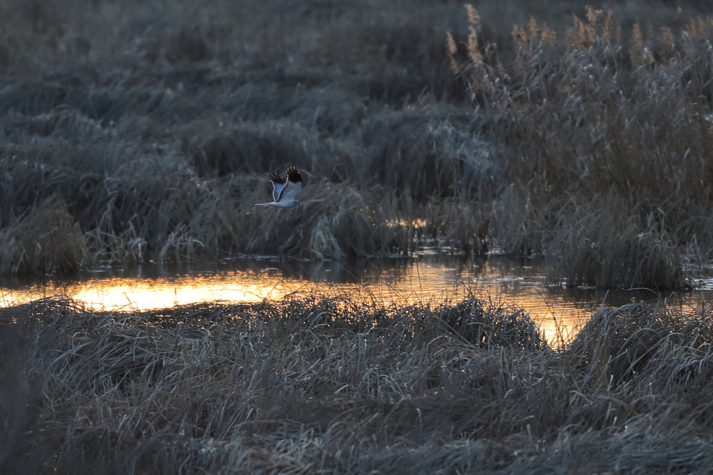 ハイイロチュウヒ