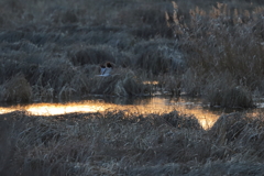 ハイイロチュウヒ