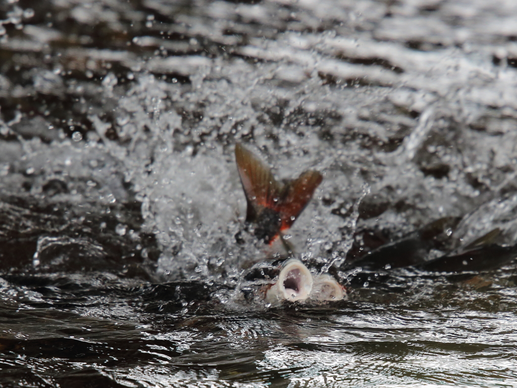 ウグイの遡上