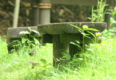 キビタキのお見合い⑥