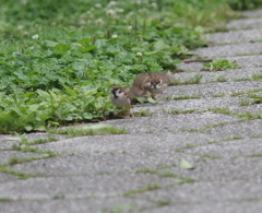 おかあちゃ～ん待ってよ～！