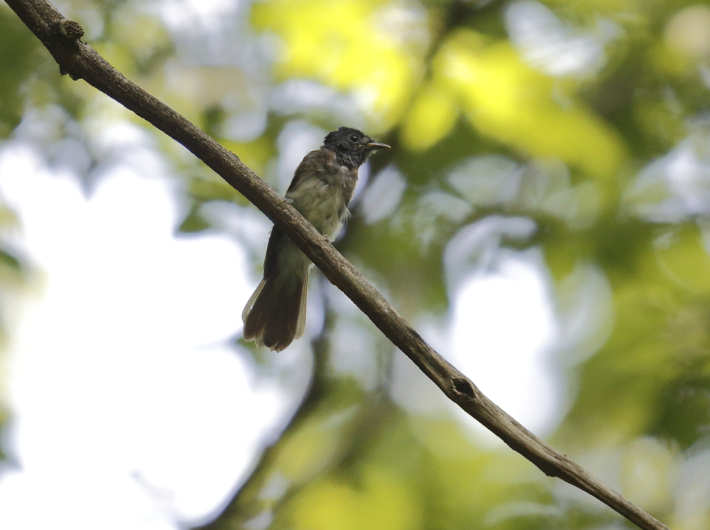 若サンコウチョウ