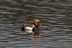 アカハシハジロ③