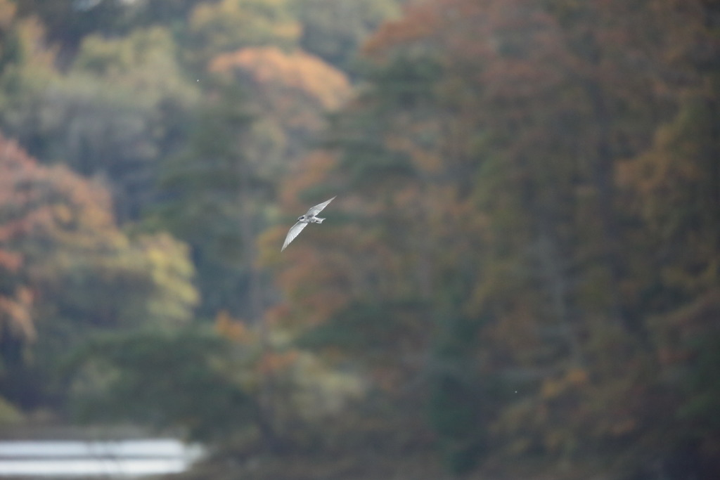 クロハラアジサシ